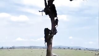 lion vs monkey on the trees