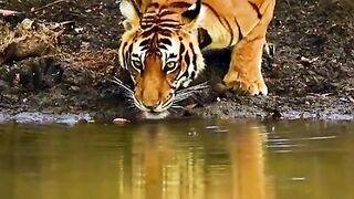 OMG watch till end