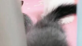 Sweet cat ????