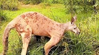 kangaroo after go to gym