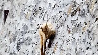 The sturdy hooves help the mountain goat firmly cling to the steep stone wall