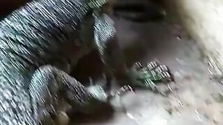 komodo vs snake caught on camera