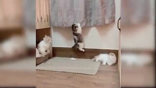 Cute Cats Animal Lovers