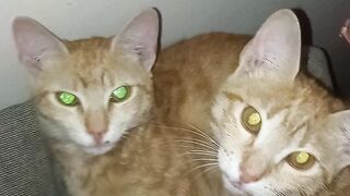 Sister Kitties