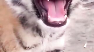 Animal cute