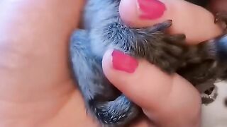 Cute Cat --❤️ #shorts #ytshorts #pets #viral #cute #cat