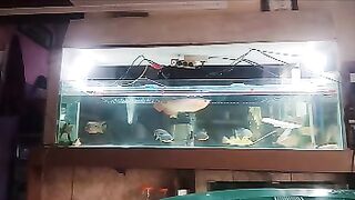 Arwana