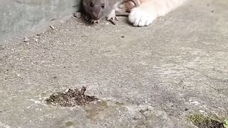 Cat and mouse friendly#febspot