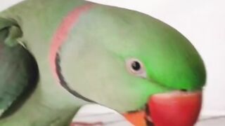 Parrot Pablo singing "Happy birthday to you"????????
