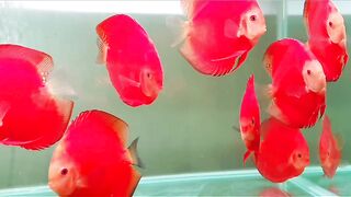 Ikan discus