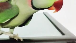 |Talking parrot saying|"Good night "????