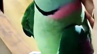 Talking Pablo parrot # shorts #Talking #parrot