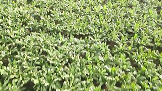 banana-crops-aerial-view