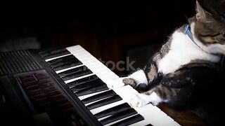 Funny cat