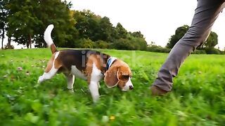 Dog rides a skateboard