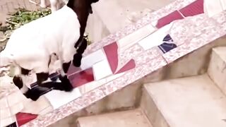 A Babay Goat Enjoying