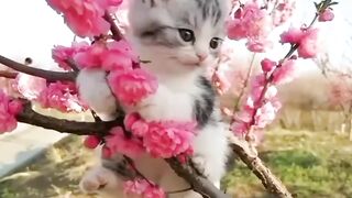Cute Cat Beautiful Flowers--_94 _ Viral Clips _ Soo Animals _ _shorts _shortvideo _viral _tranding(720P_HD).