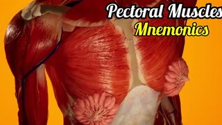 Muscles of pectoral region | Pectorals muscle Mnemonics |3d Anatomy | Febstop.com