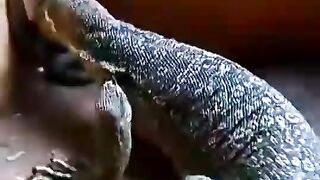 Comodo and snake kill
