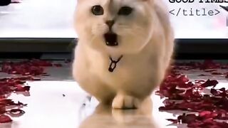 Wow cats show