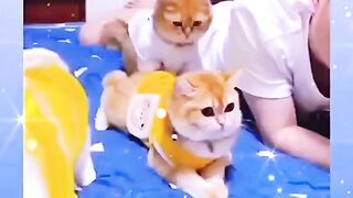Lovely cat ????????