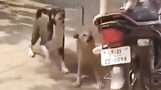 Dogs Funny @shorts @comedy@trending @dgs