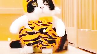 Lovely cute cat