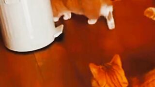 Funny cat fails video