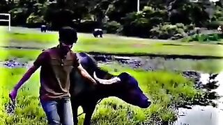 ????????bull