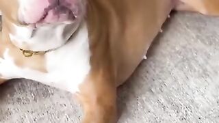 Cute pet