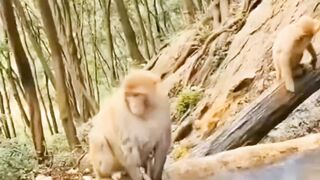 Monkey baby