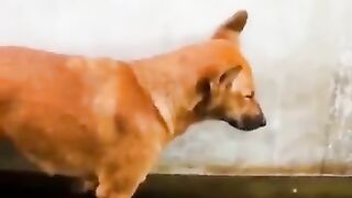 Nice dog