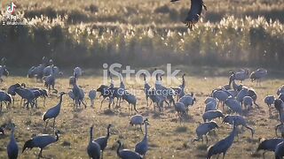 Crane Kounj