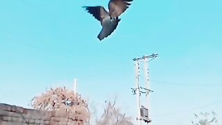 Beautiful pigeon flying