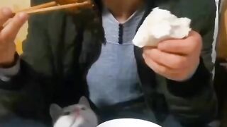 funniest cat