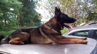 my german shepherd playing with me