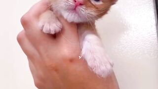 dangerous cat