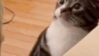 Funycat