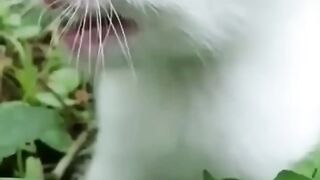 Cute kitten