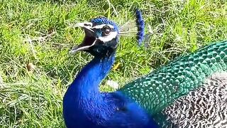Peacock Nice Voice