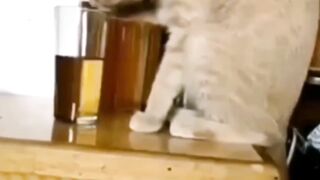 drunker cat