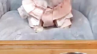 Cute little dog