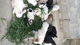 Grazing rabbit
