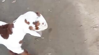 Mara payria bakra