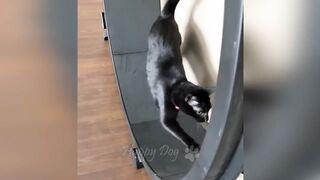 FUNNY ANIMALS PART 1