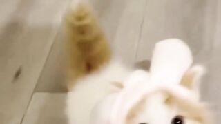 Cute kitty