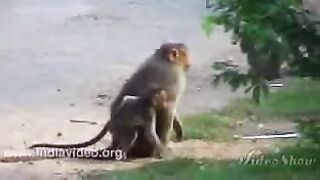 Funny video