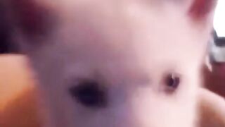 my little husky pups howling