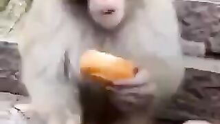 Ya dekho bandar