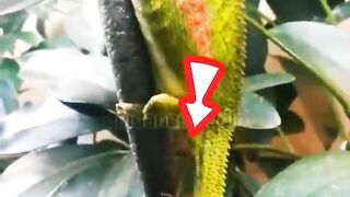 Animals video